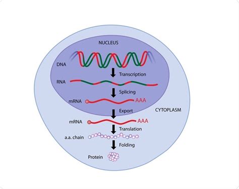 Image result for gene expression