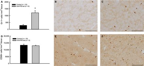 Treatment with blocking antibodies against P/E-selectin increases ...