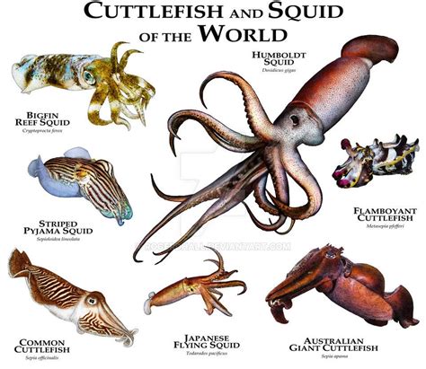 Cuttlefish and Squid of the World by rogerdhall on DeviantArt | Schöne ...