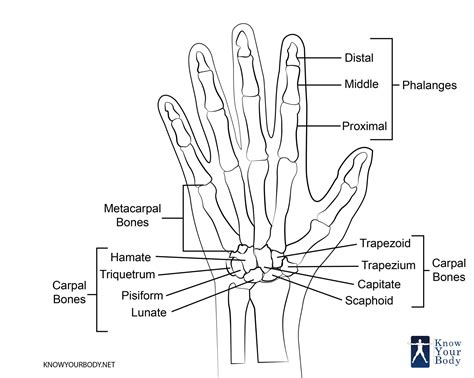 Hand Bones - Anatomy, Structure and Diagram