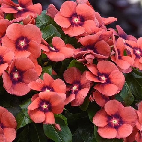 Vinca Tattoo Tangerine Hybrid seeds ,buy at www.seedsnpots.com