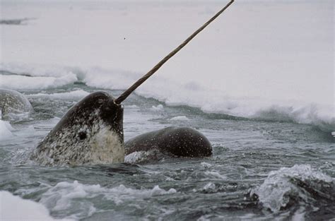 “Unicorn of the Sea”—the Narwhal—Explored in Smithsonian Traveling ...