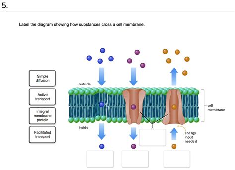 5 label the diagram showing how substances cross a cell membrane simple ...