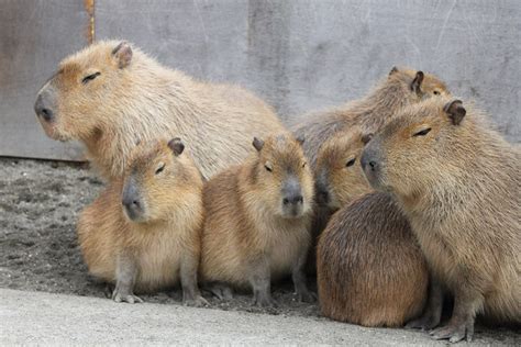 Japan, Capybaras, and Me: A Love Story