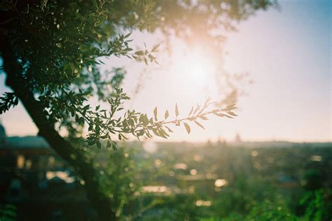 Green Tree During Sunset · Free Stock Photo