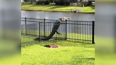 Did You Know Alligators Can Climb Fences And That It's Hilarious?