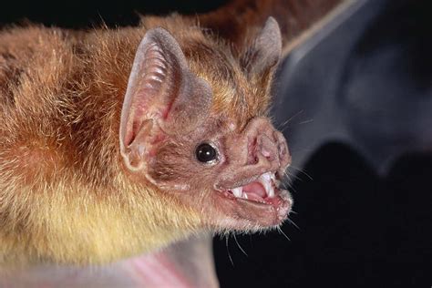 Female vampire bats groom each other and share their food | New Scientist