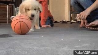 Golden retriever puppy playing with basketball on Make a GIF