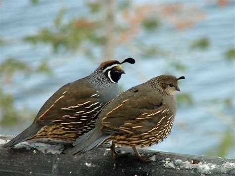 California Quail (male and female) | Quail, Bird, Bird pictures