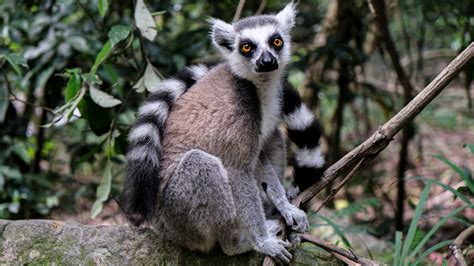 Ring-Tailed Lemur Fact Sheet | Blog | Nature | PBS