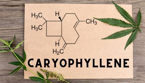 What is Caryophyllene? Everything You Need To Know (2024)