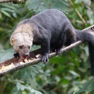 Tayra - Facts, Diet, Habitat & Pictures on Animalia.bio | Diurnal ...