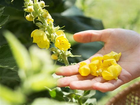 What Is Mullein Tea? Benefits, Side Effects, and More