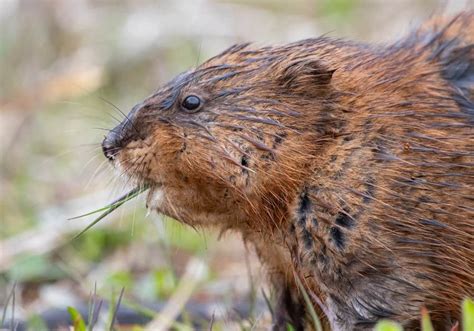 Groundhog Vs Muskrat - IMP WORLD