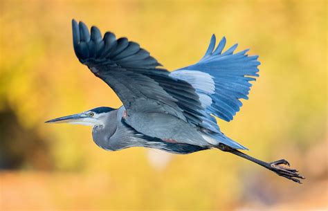 Great blue heron flying in a golden light. (John Tancredi | Flickr ...