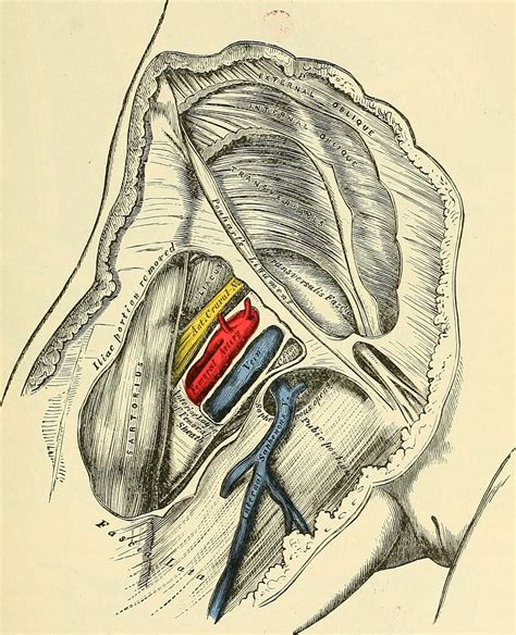 Crural Anatomy - Anatomical Charts & Posters