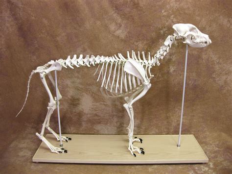 Canine Anatomical Skeleton Bosley Dog (Large)