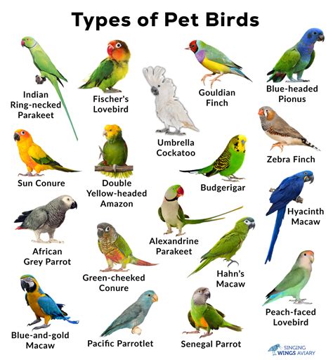 Types Of Pet Birds