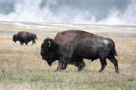 American bison in the snow in Yellowstone 6586244 Stock Photo at Vecteezy