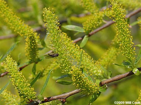 Black Willow (Salix nigra)