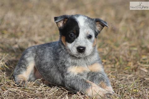 Australian Cattle Dog/Blue Heeler puppy for sale near Grand Rapids ...