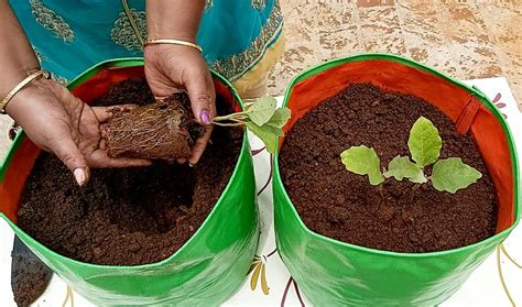 How to plant Brinjal from seeds - Vegetable gardening at home