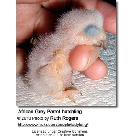 Breeding African Greys aka Grey Parrots