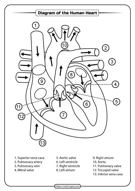 Printable Diagram of the Human Heart Pdf Worksheet