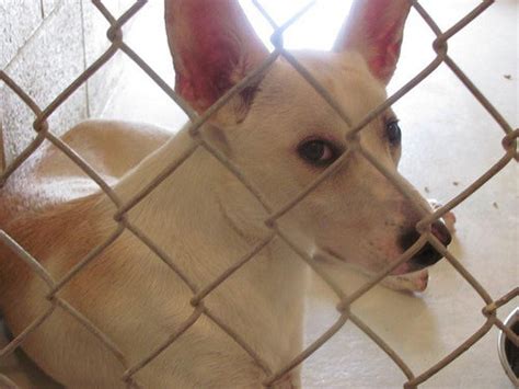 Petition · Tell the Garland, Texas Animal Shelter to Retire the Gas ...