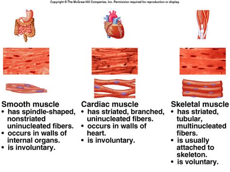 kinds of muscles functon : Biological Science Picture Directory ...