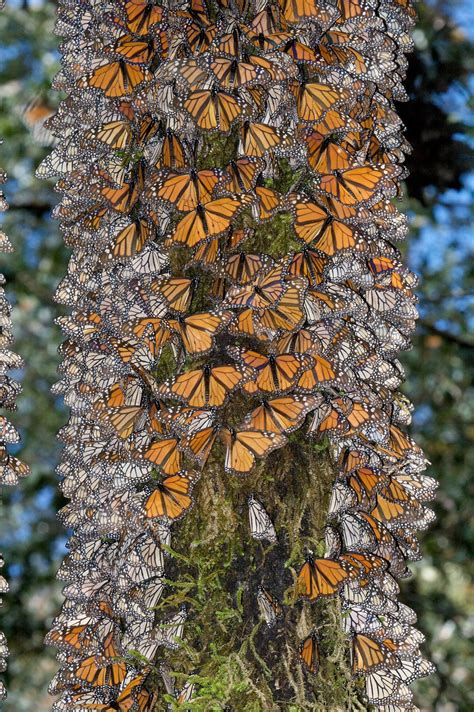 Migration Of Monarch Butterflies