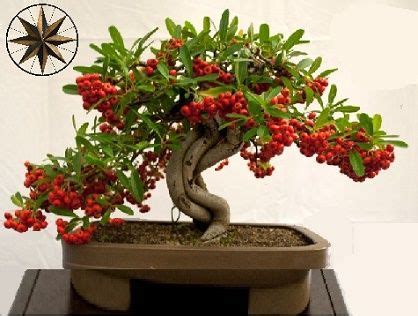 Grow Your Own Coffee Tree Bonsai