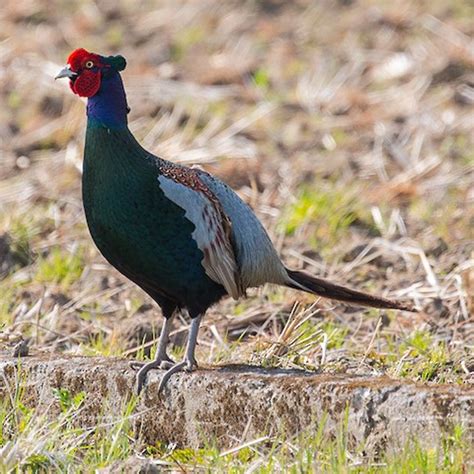 Green Pheasant – birdfinding.info