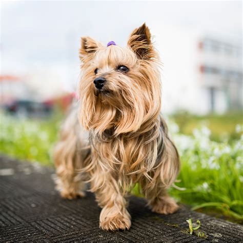 31 Hypoallergenic Dog Breeds - Allergy Friendly Dog Breeds