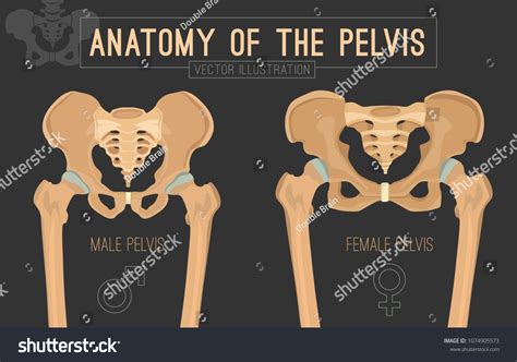 Male And Female Pelvis Differences