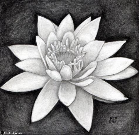 Water Lily Drawing Easy For Kids - Merryheyn