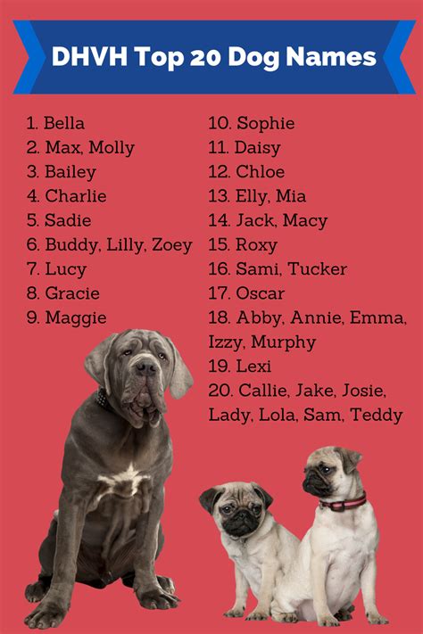 63+ Unique Bulldog Names Male Pic - Bleumoonproductions