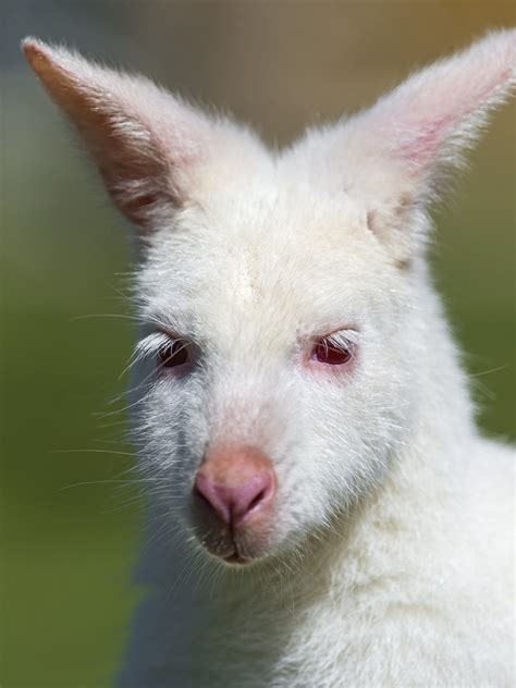 Portrait of the white kangaroo | I like this portrait of the… | Flickr