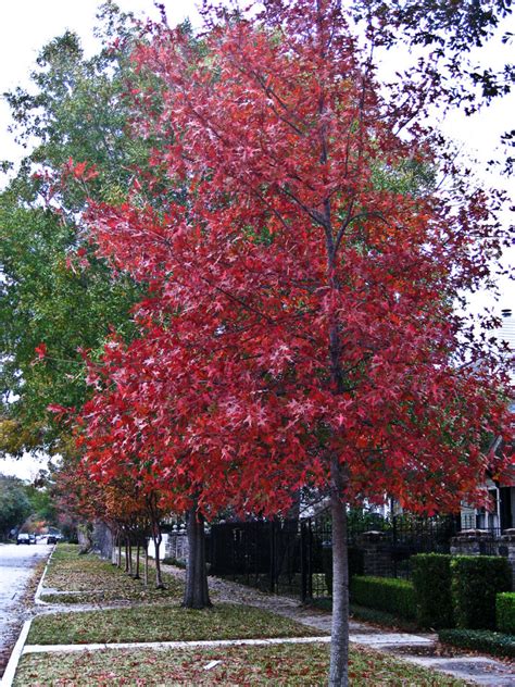 texas_red_oak_5 – La Tejana Trees