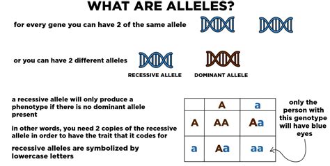 Recessive (Genetics) — Alleles, Genes & Traits - Expii