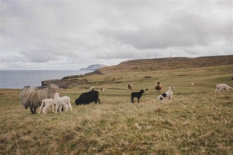 My Favorite Airbnb in the Faroe Islands: A Farmhouse With Ocean Views ...