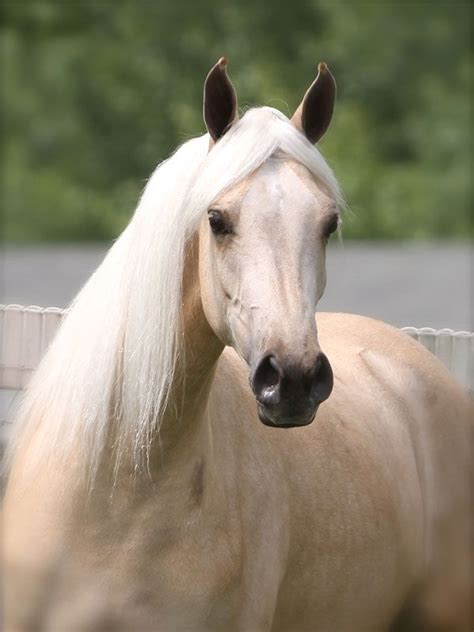 The Palomino Store - Palomino Horses for Sale | Palomino horse, Horses ...