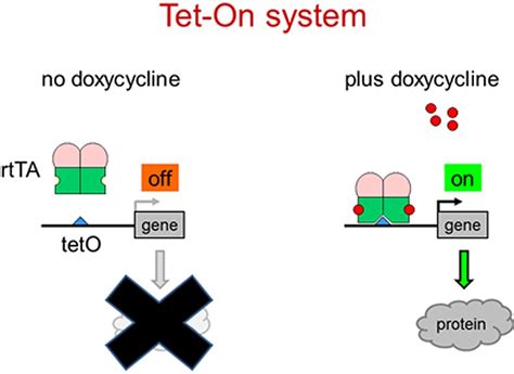 Selecting the optimal Tet‐On system for doxycycline‐inducible gene ...