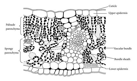 Typical anatomy of a leaf structure. A leaf contains a waxy cuticle, an ...