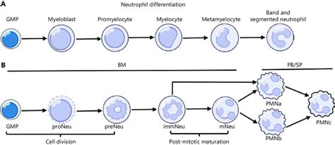 Neutrophil differentiation in steady state. (A) Traditional ...