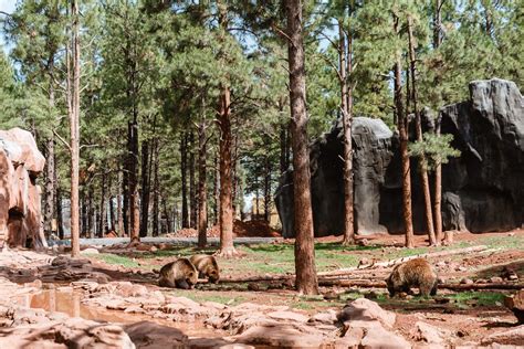 Bearizona Wildlife Park: Perfect Route 66 Pit Stop for Families » Our ...