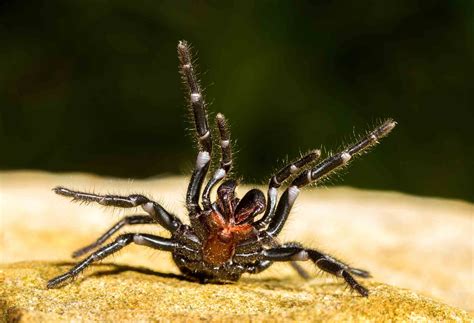 12 Most Venomous Spiders in the World - Wildlife Explained