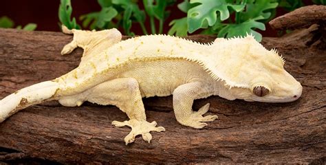 5 Most Expensive Crested Gecko Morphs in The World | Pet Engineers