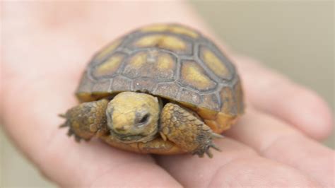 Gopher Tortoises Rescued - YouTube