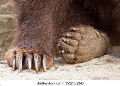 Foot Brown Bear Ursus Arctos Stock Photo 1529052245 | Shutterstock